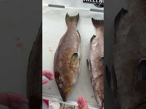 Most expensive grouper! Scamp vs yellowmouth groupers! video thumbnail
