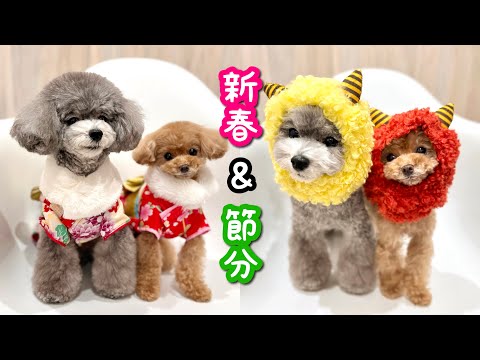 親友わんこと再会でしっぽブンブン！着物から鬼コスまでもこなす犬たち【トイプードルのコロン】