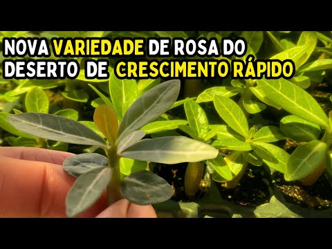 AGORA FAZER ENXERTOS DE ROSA DO DESERTO SERÁ BEM MAIS RÁPIDO