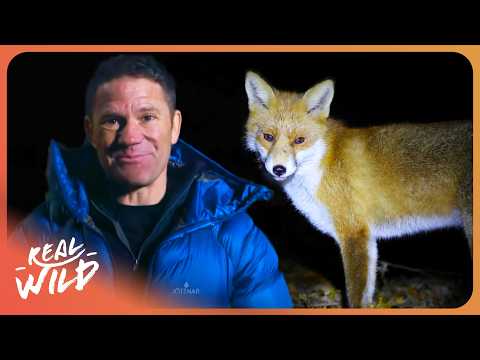 Steve Backshall: What Do Animals Actually Do While We're Sleeping?
