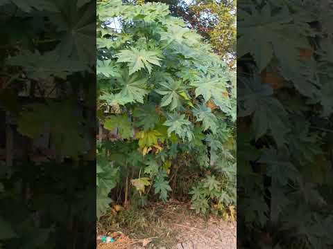 टूंडीगंज स्टेशन से गिट्टी हटाने की जरूरत है