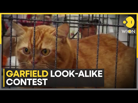 Garfield look-alike contest: 4-year-old Ginger cat named Hara triumphs over competition | WION