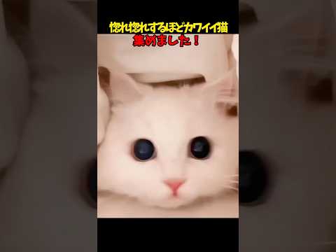 猫の動画サムネイル - 惚れ惚れする☀️ #猫 #cat #cats #cute