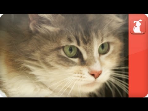 Unadoptables - Friendly cat stuck in overcrowded facility - UCPIvT-zcQl2H0vabdXJGcpg