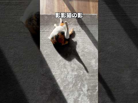 Spotifyなどで配信中の猫の影ソング｜猫好き必見のかわいい歌集 サムネイル