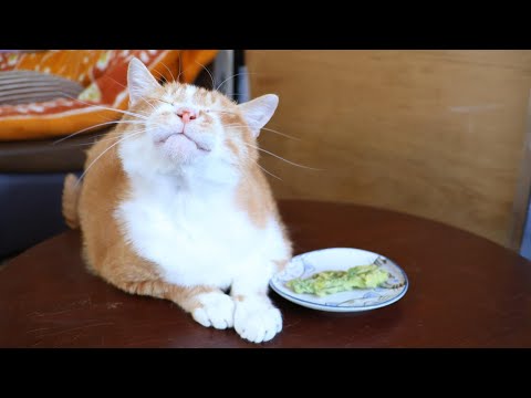 猫の動画サムネイル - ちゃぶ台の上のタラの芽の天ぷら　250513