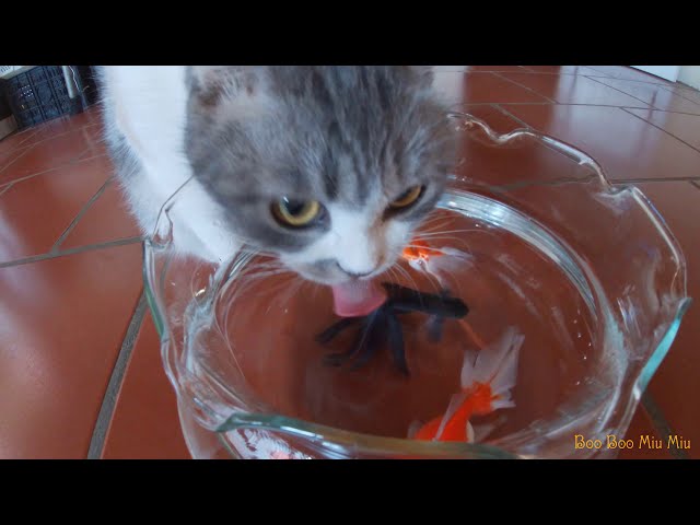 can-cats-eat-goldfish-hayfarmguy