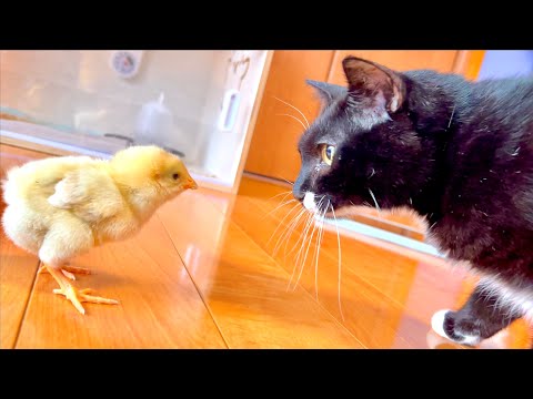 猫の動画サムネイル - しばらく猫がヒヨコと生活していたら変化してきました