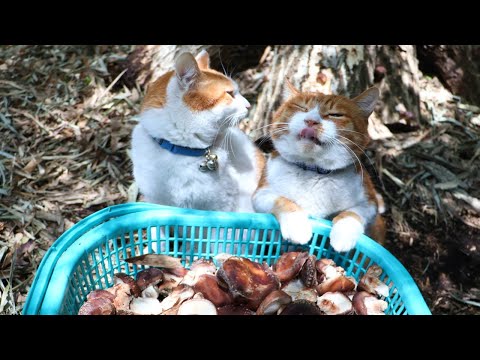 猫の動画サムネイル - ちろぽんさばじろうとしいたけを収穫して産直へ　250521