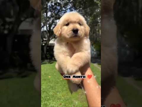 so cute puppy🥰 #hungergamestiktok