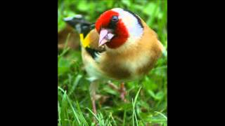 TÉLÉCHARGER CHANT MAKNINE GRATUIT GRATUIT GRATUIT TÉLÉCHARGER CHANT GRATUIT MAKNINE