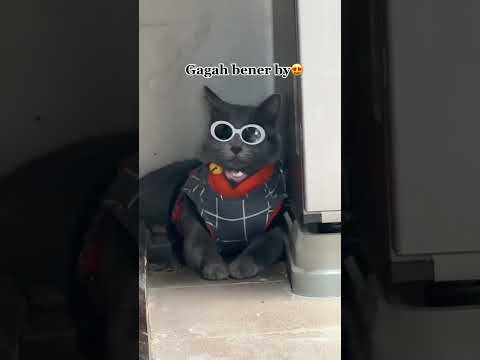 poby kece bener #semuaorang #kucing #pororo #fypシ #fypシ゚viral #kucinglucu #lucu