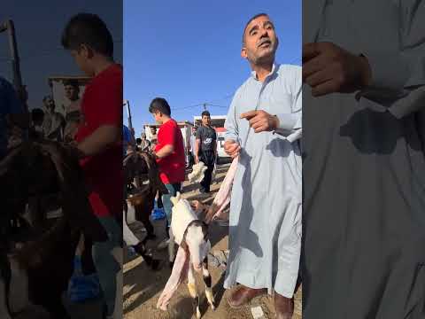 ماعز_حجازي بصمة