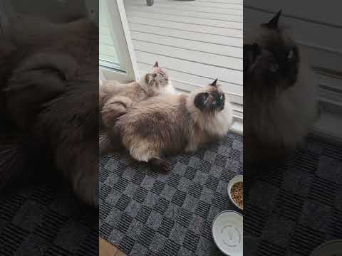 Hello ✨️ 💕 👋 #cat #funnycats #shorts #pets #funnyanimals #viralvideo ##funnyshorts @stampycat