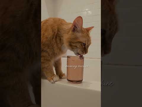 Morning routine 3 - This is the third morning routine she have #1million #cat #morningroutine #pets