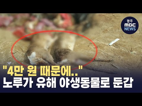 [충북] "4만 원 때문에.." 노루가 유해 야생동물로 둔갑 (뉴스투데이 2024.04.04 광주MBC)