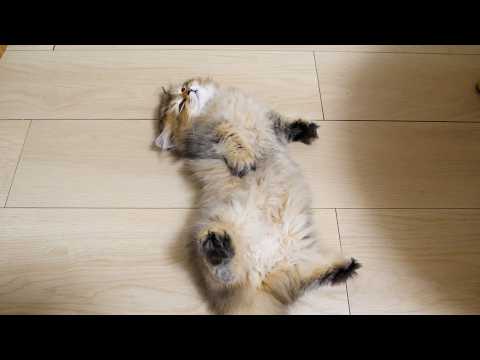 Cute kitten sleeping in a pose that makes you want to touch its belly...