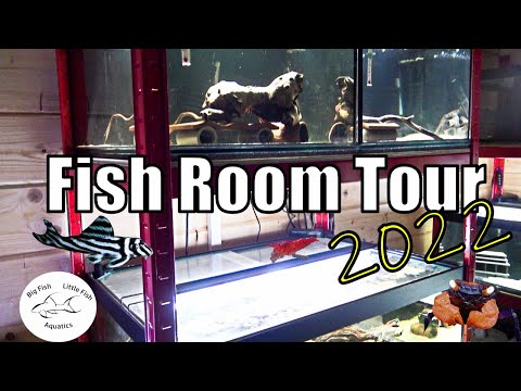 Fish Room Tour 2022 | Big Fish Little Fish Aquatic Fish Room Tour 2022 |Big Fish Little Fish Aquatics

Just a quick video touring my the fish room :)

