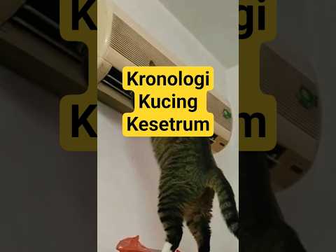 kronologi kucing meong meong lucu kesetrum #cat #kucing#meong#lucu#shorts
