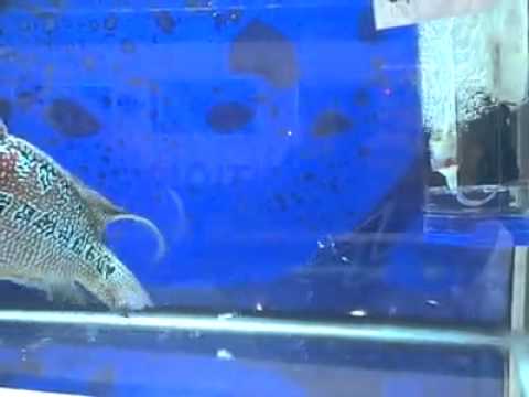Flowerhorn Video from AQUARAMA 2011 - 12th International Ornamental Fish and Accessories Exhibition. Singapore
