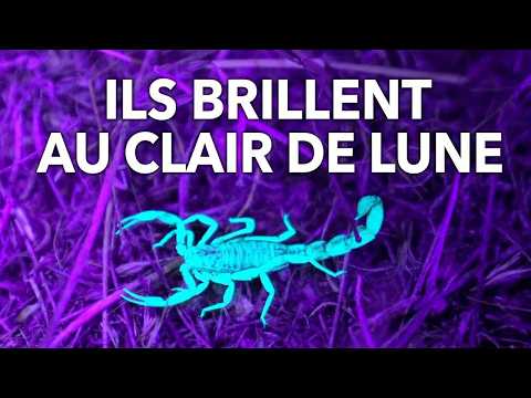 Veritasium scorpion science video