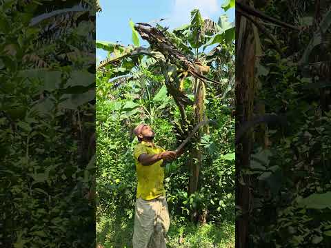 (Ep-2654)Funny video 🌴banana harvest🍌#shorts #viral #fun