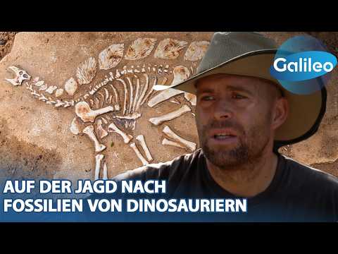 Indiana-Jones-Trio: Auf der Jagd nach Fossilien von Dinosauriern