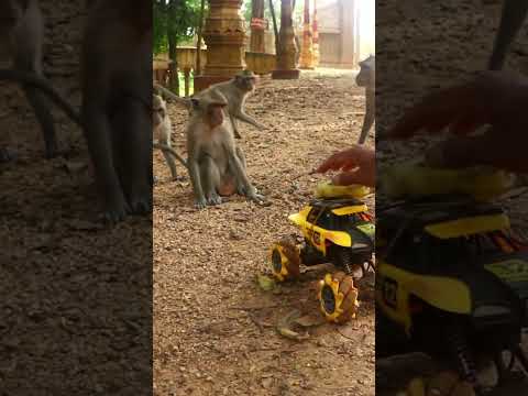 Monkey video Prank monkey #funny #monkey #monkeyvideo #animals #funnyanimal #monkeyshow #animals