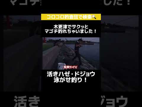 ハゼ・ドジョウ泳がせ釣り！