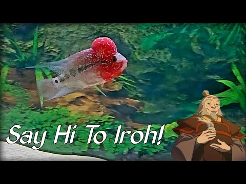 We Got A Pet Flowerhorn Cichlid
