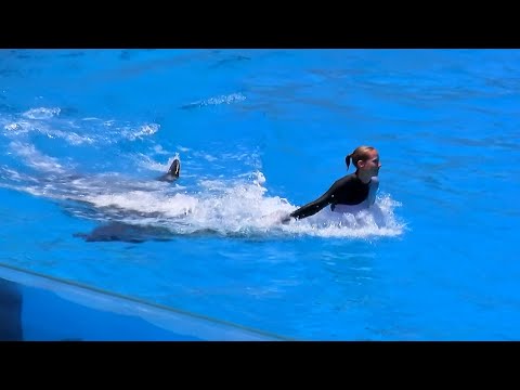 Shamu Highlights.