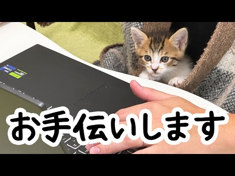 子猫に監視されると仕事に集中できません。笑