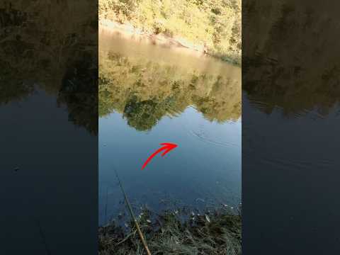 Ataque de este pez 🐟 en SUPERFICIE prácticamente a mis pies! MENUDA BESTIA 🤣🤣🎣💥 #blackbass