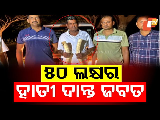STF Seizes Elephant Tusks Worth ₹50 Lakh in Boudh; Trader Arrested
