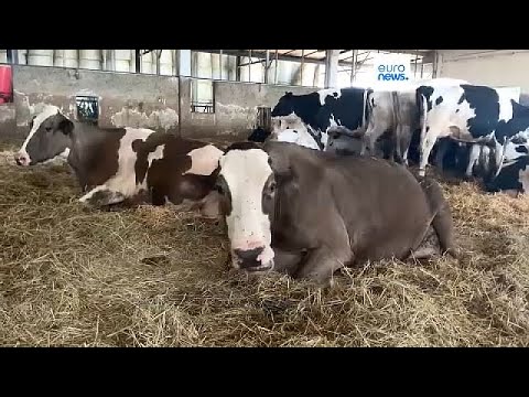Ιταλία: Ξύστρες πλάτης και ψεκαστικά για να μην μειώνεται η παραγωγή γάλακτος των αγελάδων…