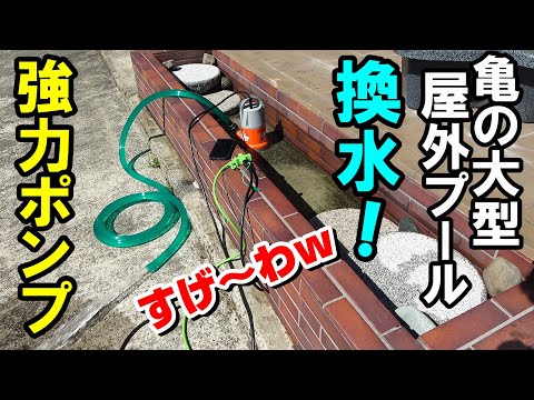 【亀の大型プールの水替え】強力水中ポンプを買ったった！【イシガメのエサ太郎】