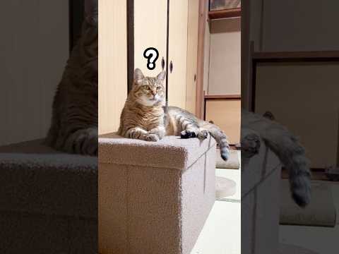 お母さんの姿が見えなくなると不安で探しにいく元野良猫トラ #元野良猫 #かわいい #感動