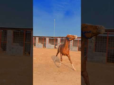 أول مرة أسبح الفرس شمس 😍🚿