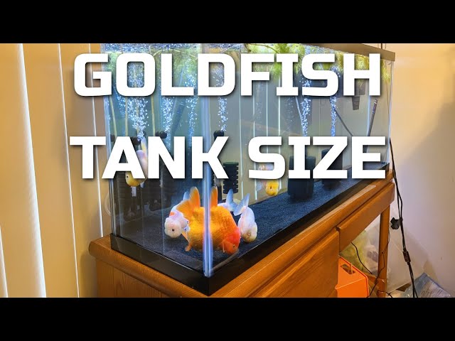 what-size-tank-for-goldfish-stuffsure