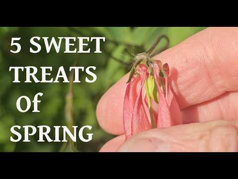 5 Secret Wild Treats in 3 Minutes!