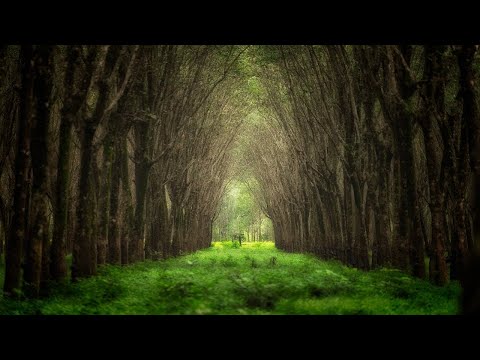 Relaxing Celtic Music: Harp Music, Peaceful Music, Soothing Music, Calming Music ★85 - UCjzHeG1KWoonmf9d5KBvSiw