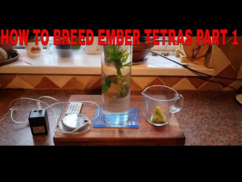 How To Breed Ember Tetras Part One. Hi guys, on this video I'll be showing you part one how to breed ember tetras. 
Tank set up and infu