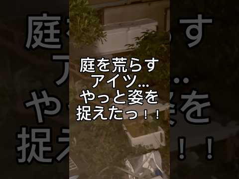 増えすぎ。。#shorts #アライグマ #畑 #害獣