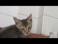 20090703 kitten