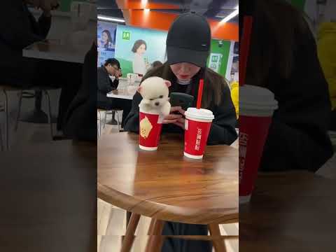 #All My Pets, One Big Hug#Caught with a Handful of Happiness#Fluffy Squad Goals#cute#tending#shorts