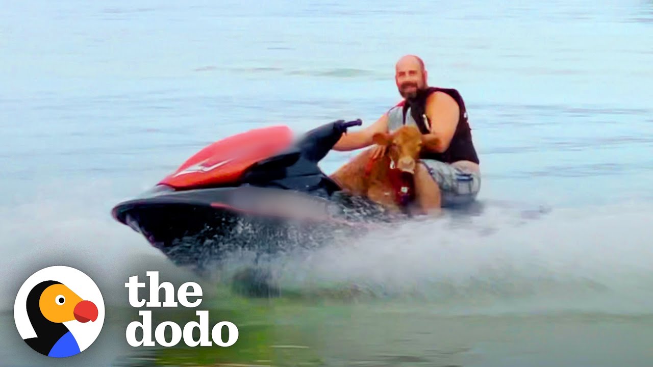 Tiny Cow Who Loves To Swim With Dad Climbs On Up His Jetski | The Dodo Soulmates