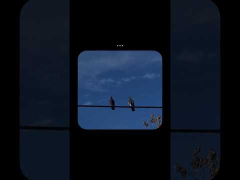 Aisi Toh Meri Taqdeer Na Thi These Lines ✨ | Deewana Hua Badal ☁️ | #shorts #editing