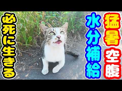 猛暑 空腹でご飯くれと訴えかけてくる猫たちにご飯あげると・・・ さくらねこたちへのエサやり【視聴だけでも猫たちを助けることになります】支援者様 視聴者様 猫たちに神のご加護を!野良猫の感動猫動画