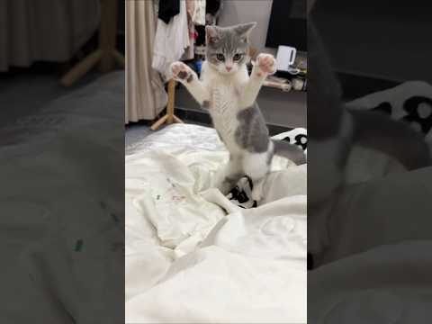 Performance 💞💞 #shorts #shortsfeed #trendingshorts #performance