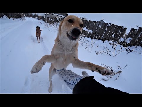 The dogs are very excited to meet me